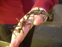 All God's creatures are beautiful - even stick insects!